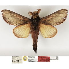 /filer/webapps/moths/media/images/S/sultani_Pachypasa_PTM_NHMUK.jpg