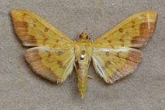Botyodes asialis