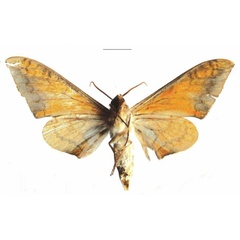 /filer/webapps/moths/media/images/K/kakamegae_Pseudoclanis_HT_EMEMb.jpg