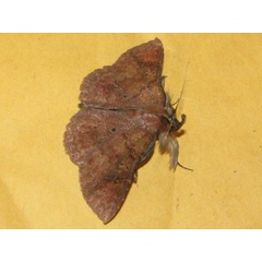 /filer/webapps/moths/media/images/E/euritiusalis_Macella_A_Goff_01.jpg
