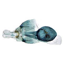 /filer/webapps/moths/media/images/R/rabenoroi_Lecithocera_GFHT_MNHN_5751.jpg