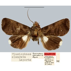 /filer/webapps/moths/media/images/E/elancata_Plusiophaes_HT_MNHN.jpg