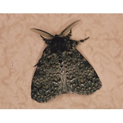 /filer/webapps/moths/media/images/F/fusca_Laelia_A_Roland_01_knZrdol.jpg
