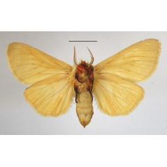 /filer/webapps/moths/media/images/A/albida_Antheua_A_MGCLb_01.JPG