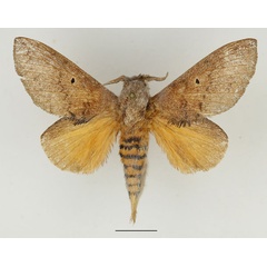 /filer/webapps/moths/media/images/P/parinarii_Gastroplakaeis_AM_Basquin_01.jpg