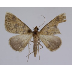 /filer/webapps/moths/media/images/S/sublutearia_Palaeaspilates_A_JMonks.jpg