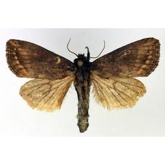 /filer/webapps/moths/media/images/F/fusca_Busseola_AM_Aulombard.jpg