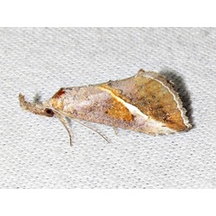 /filer/webapps/moths/media/images/T/tinctalis_Zekelita_A_Braun.jpg