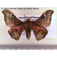 /filer/webapps/moths/media/images/A/arguta_Ludia_A_OUMNH.jpg