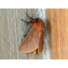 /filer/webapps/moths/media/images/F/flavicincta_Metarctia_A_Voaden.jpg
