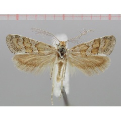 /filer/webapps/moths/media/images/K/karoo_Pseudurgis_HT_NMNW.jpg