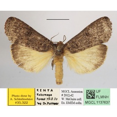 /filer/webapps/moths/media/images/D/duplex_Elaphrodes_A_MGCLa_01.JPG