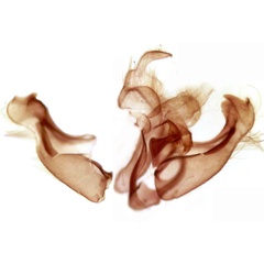 /filer/webapps/moths/media/images/M/minima_Acrapex_GMPT_TMSA_3523.jpg