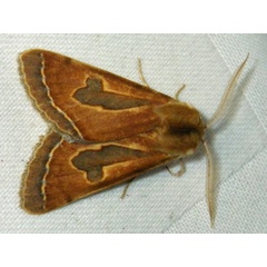 /filer/webapps/moths/media/images/V/varians_Ctenusa_A_Liebenberg_01.jpg