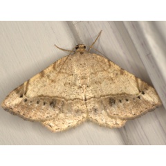 /filer/webapps/moths/media/images/T/trizonaria_Chiasmia_A_Heyns.jpg