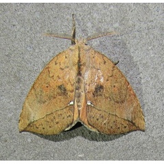/filer/webapps/moths/media/images/O/ogovensis_Paratrotonotus_M_Sinnema_KitPlmw.jpg
