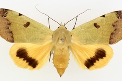 Ophiusa tirhaca