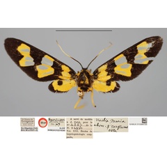 /filer/webapps/moths/media/images/C/confluens_Naclia_HT_NHMUKa.jpg