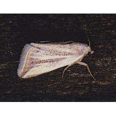 /filer/webapps/moths/media/images/F/flaviceps_Eublemma_A_Roland_01.jpg
