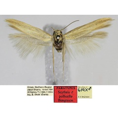 /filer/webapps/moths/media/images/P/pollicella_Scythris_PT_ZMUC_PD6YVAO.jpg