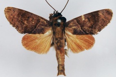 Aiteta meterythra