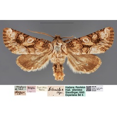 /filer/webapps/moths/media/images/S/silenides_Mamestra_LT_MfNa.jpg