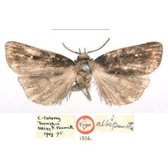 /filer/webapps/moths/media/images/A/albipuncta_Sesamia_HT_BMNH_X8fq9ya.jpg