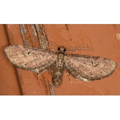 /filer/webapps/moths/media/images/I/infelix_Eupithecia_A_Heyns_03.jpg