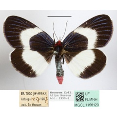 /filer/webapps/moths/media/images/H/hesparia_Massaga_A_MGCLa_01.JPG