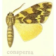 /filer/webapps/moths/media/images/C/conspersa_Lymantria_HT_Hering_25g.jpg