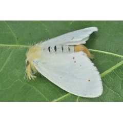 /filer/webapps/moths/media/images/S/sericaria_Euproctis_AF_Ihle_02.jpg