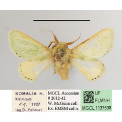 /filer/webapps/moths/media/images/P/postflavida_Coenobasis_A_MGCLa_02.JPG