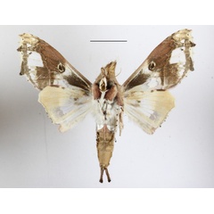 /filer/webapps/moths/media/images/A/angasii_Caligatus_AM_MGCLb_01.JPG