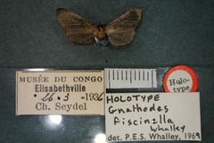 Gnathodes fiscinella