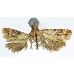 /filer/webapps/moths/media/images/S/scopifera_Lobesia_HT_RMCA.jpg