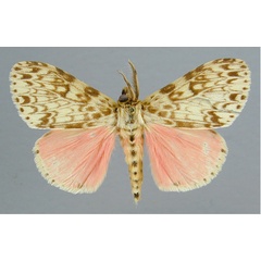 /filer/webapps/moths/media/images/R/rubroviridis_Lymantria_A_RMCA_01.jpg