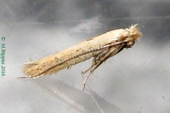 Bedellia somnulentella