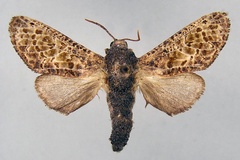 Politzariella pantherina