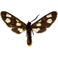 /filer/webapps/moths/media/images/B/bivittata_Ceryx_AM_MCJM.jpg