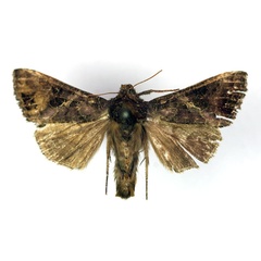 /filer/webapps/moths/media/images/A/aspila_Trichoplusia_A_RMCA.jpg