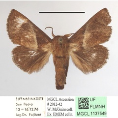 /filer/webapps/moths/media/images/P/plebeja_Apluda_A_MGCLa_01.JPG