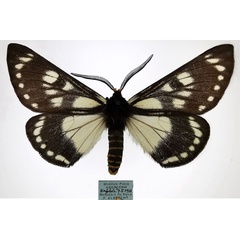 /filer/webapps/moths/media/images/T/tippelskirchi_Sabalia_AM_MNHNa.jpg