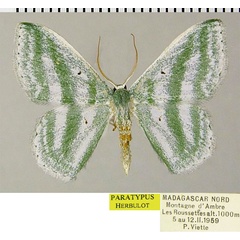 /filer/webapps/moths/media/images/V/viridibasis_Epigelasma_PTM_ZSMa.jpg