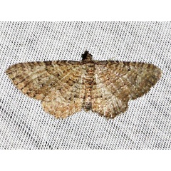 /filer/webapps/moths/media/images/P/punctiscripta_Horisme_A_Braun.jpg