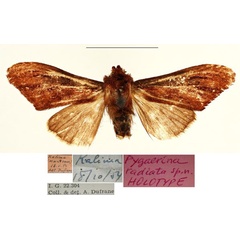 /filer/webapps/moths/media/images/R/radiata_Pygaerina_HT_RBINSa.jpg