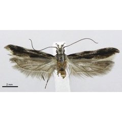 /filer/webapps/moths/media/images/C/commaculata_Tricerophora_AM_TMSA.jpg