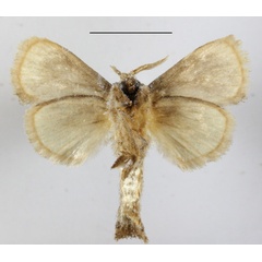 /filer/webapps/moths/media/images/O/onusta_Metarbela_A_MGCLb_01.JPG