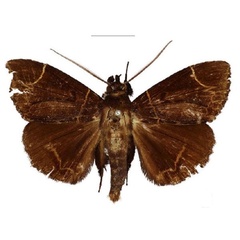 /filer/webapps/moths/media/images/L/luteilinea_Facidia_HT_NHMUK.jpg