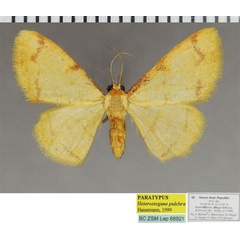 /filer/webapps/moths/media/images/P/pulchra_Heterostegane_PTF_ZSM.jpg