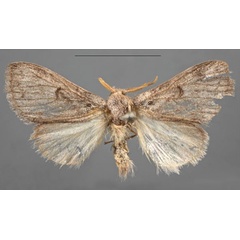 /filer/webapps/moths/media/images/C/chrysogramma_Dasychirinula_LT_MfN.jpg